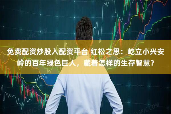 免费配资炒股入配资平台 红松之思：屹立小兴安岭的百年绿色巨人，藏着怎样的生存智慧？